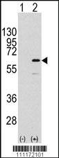 Anti-ELK1 Rabbit Polyclonal Antibody