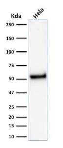 Western blot analysis of HeLa cell lysate using Anti-p53 Antibody [rTP53/1739]