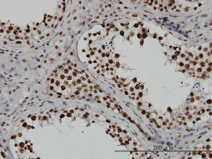 Anti-TAF11 Mouse Monoclonal Antibody [clone: 3D3]