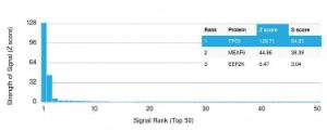 Analysis of protein array containing more than 19000 full-length human proteins using Anti-p53 Antibody [rTP53/1739]