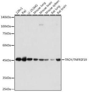 Western blot analysis of extracts of various cell lines, using Anti-TROY Antibody [ARC2393] (A308442) at 1:1000 dilution