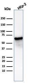 Western blot analysis of Hep2 cell line lysate using Anti-HSP60 Antibody [HSPD1/6498R]