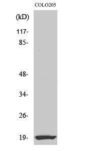 Western blot analysis of various cells using Anti-NCBP2 Antibody