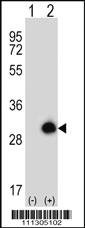 Anti-GRB2 Rabbit Polyclonal Antibody