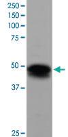 Anti-FLOT1 Goat Polyclonal Antibody