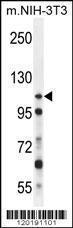 Anti-NUP107 Rabbit Polyclonal Antibody (FITC (Fluorescein Isothiocyanate))