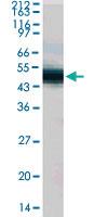 Anti-IKBKG Rabbit Polyclonal Antibody