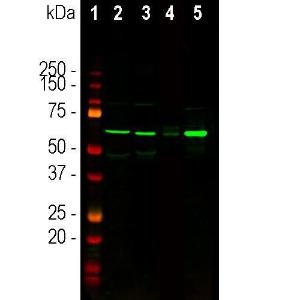 Anti-Tyrosine Hydroxylase Rabbit Polyclonal Antibody