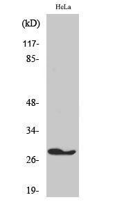 Antibody anti-FADD A99898-100 100 µg