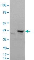 Anti-FLOT1 Goat Polyclonal Antibody