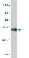 Anti-PPFIBP2 Mouse Monoclonal Antibody [clone: 3A5]