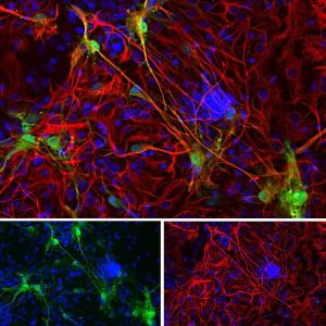 Immunofluorescent analysis of cortical neuron-glial cell culture from E20 rat stained with Anti-Galectin 3 Antibody (1:2,000 / green), and co-stained with Anti-GFAP Antibody (1:2,000 / red). The blue is Hoechst staining of nuclear DNA.