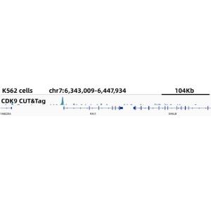 CUT & Tag Assay Kit (pAG-Tn5)