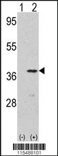 Anti-CDK3 Rabbit Polyclonal Antibody