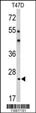 Anti-BCL2A1 Rabbit Polyclonal Antibody