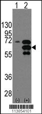 Anti-INA Rabbit Polyclonal Antibody