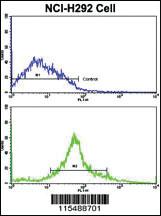 Anti-FA83G Rabbit Polyclonal Antibody