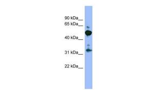 Anti-MPP2 Rabbit Polyclonal Antibody