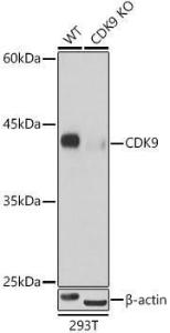 Anti-Cdk9 antibody