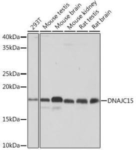 Western blot analysis of extracts of various cell lines, using Anti-MCJ Antibody [ARC0249] (A305809) at 1:1,000 dilution. The secondary antibody was Goat Anti-Rabbit IgG H&L Antibody (HRP) at 1:10,000 dilution.