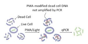 PMA™, PMAxx™, Real-Time PCR Viability Kit