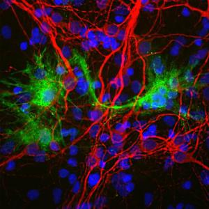 Immunofluorescent analysis of cortical neuron-glial cell culture from E20 rat stained with Anti-Galectin 3 Antibody (1:2,000 / green), and co-stained with Anti-MAP2 Antibody [4H5] (A85297) (1:2,000 / red). The blue is Hoechst staining of nuclear DNA.