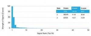 Analysis of protein array containing more than 19,000 full-length human proteins using Anti-p53 Antibody [rBP53-12