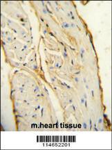 Anti-AIF1 Rabbit Polyclonal Antibody (FITC (Fluorescein Isothiocyanate))