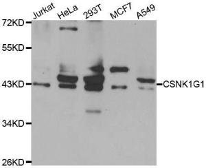 Western blot analysis of extracts of various cell lines, using Anti-CSNK1G1 Antibody (A7510) at 1:1,000 dilution