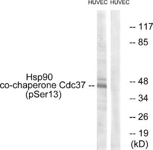 Western blot analysis of lysates from HUVEC cells using Anti-CDC37 (phospho Ser13) Antibody. The right hand lane represents a negative control, where the antibody is blocked by the immunising peptide