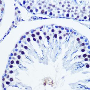 Immunohistochemistry analysis of paraffin-embedded rat testis using Anti-Vgll4 Antibody (A307497) at a dilution of 1:100 (40X lens). Perform microwave antigen retrieval with 10 mM Tris/EDTA buffer pH 9.0 before commencing with IHC staining protocol