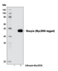 Anti-SHARPIN Rabbit Monoclonal Antibody [clone: 13G65]