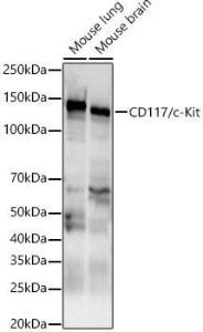 Anti-c-Kit Antibody (A10155)