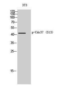 Western blot analysis of 3T3 cells using Anti-CDC37 (phospho Ser13) Antibody