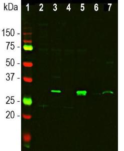 Western blot analysis of different tissue and cel