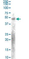 Anti-KLF15 Goat Polyclonal Antibody