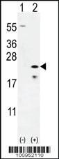 Anti-BAX Rabbit Polyclonal Antibody