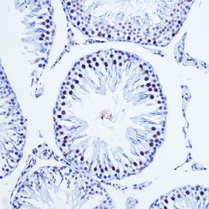 Immunohistochemistry analysis of paraffin-embedded rat testis using Anti-Vgll4 Antibody (A307497) at a dilution of 1:100 (20x lens). Perform microwave antigen retrieval with 10 mM Tris/EDTA buffer pH 9.0 before commencing with IHC staining protocol