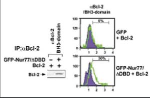 Anti-BCL2 Rabbit Polyclonal Antibody