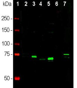 Western blot analysis of tissue, cell lysates using Anti-MeCP2 Antibody (1:20000 / green): [1] protein standard (red), [2] rat whole brain, [3] nuclear fraction of rat brain, [4] mouse whole brain, [5] nuclear fraction of mouse brain lysate, [6] C6 cell lysate, and [7] SH-SY5Y cell lysate