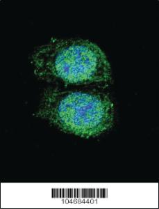 Anti-BCL2 Rabbit Polyclonal Antibody