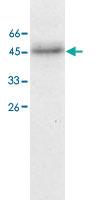 Anti-TFDP1 Mouse Monoclonal Antibody [clone: 8]