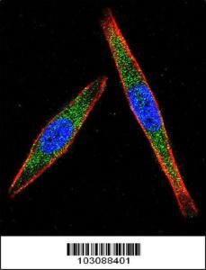 Anti-LCK Rabbit Polyclonal Antibody (PE (Phycoerythrin))