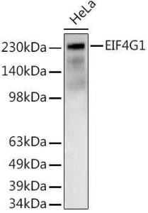 Anti-eIF4G1 Rabbit Polyclonal Antibody