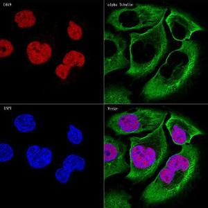 Anti-Cdk9 antibody