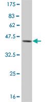 Anti-NHLH2 Mouse Monoclonal Antibody [clone: 3E11]