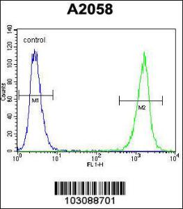 Anti-LCK Rabbit Polyclonal Antibody (PE (Phycoerythrin))