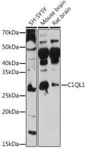 Western blot analysis of extracts of various cell lines, using Anti-C1QL1 Antibody (A308447) at 1:1,000 dilution