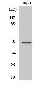 Western blot analysis of various cells using Anti-GPR137C Antibody