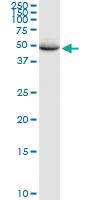 Anti-RBBP4 Rabbit Polyclonal Antibody